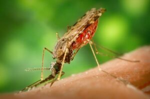 Preventing Chikungunya – Consider homeopathy