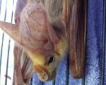 Batty Rescue for Tiny, Carnivorous Animal 5