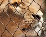 Number 37 Delhi Zoo Uses Homeopathy for Its Animals Delhi Zoo Uses Homeopathy for Its Animals 1