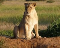 Lioness Treated with Homeopathy 2