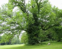 Ash Tree Die-Back: Can Homeopathy Help? 6