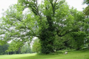 Ash Tree Die-Back: Can Homeopathy Help? 2