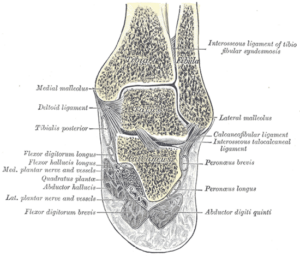 Fractures Set Better and Healed Faster with Homeopathy