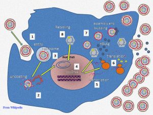 Viral Load Reduced in Hepatitis B 4