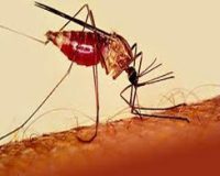 Homeopathy Used to Combat Malaria 2