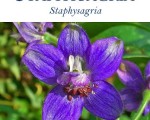 379241 564343340262112 1203455128 n Remedy Profile – Staphisagria Remedy Profile – Staphisagria 1