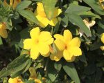 Gelsemium sempervirens Know Your Remedies: Gelsemium Sempervirens (Gels.) Know Your Remedies: Gelsemium Sempervirens (Gels.) 1
