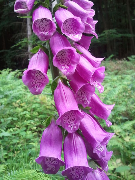Foxglove Digitalispurpurea zps3dbd76b61 Digitalis purpurea (Dig.) Digitalis purpurea (Dig.) 7