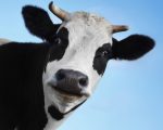 Cows Benefit From Homeopathy 1