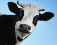 Cows Benefit From Homeopathy 4