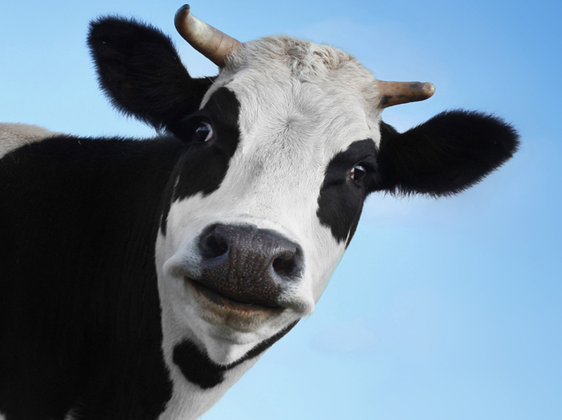 Cows Benefit From Homeopathy 2