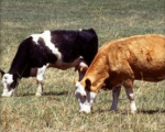 Cows zps99ed89d4 Can homeopathy be placebo when it cures farm animals? Can homeopathy be placebo when it cures farm animals? 1