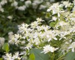 Clematis Know Your Remedies: Clematis Erecta (Clem.) Know Your Remedies: Clematis Erecta (Clem.) 1