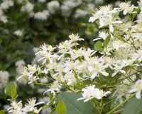 Know Your Remedies: Clematis Erecta (Clem.) 5