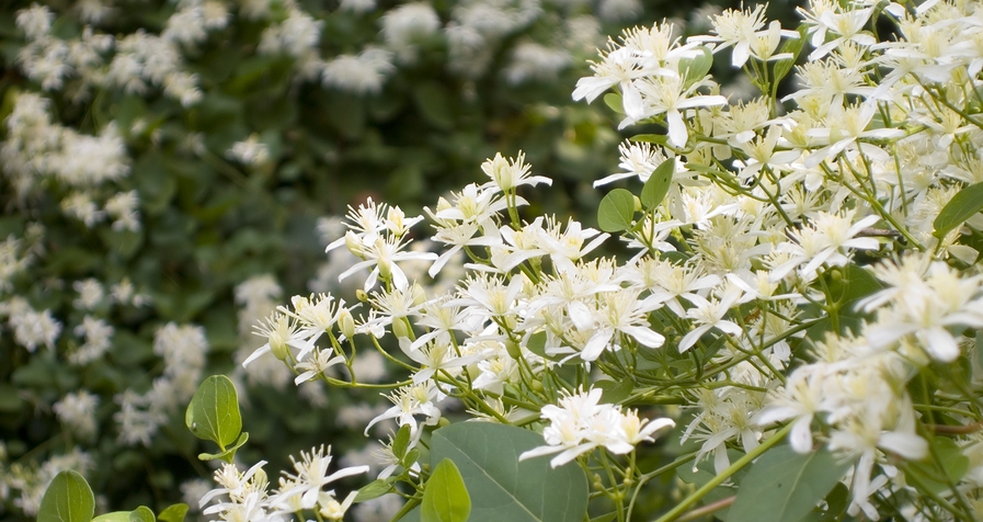 Know Your Remedies: Clematis Erecta (Clem.) 2