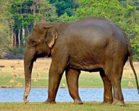 Homeopathy for elephants 1