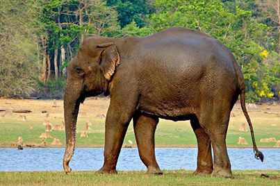 Homeopathy for elephants 13
