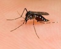 Thailand Government uses homeopathy for dengue fever 1
