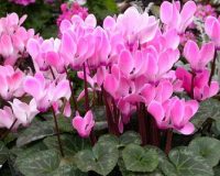 Know Your Remedies - Cyclamen Europaeum (Cycl) 8