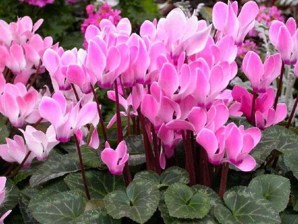 Know Your Remedies - Cyclamen Europaeum (Cycl) 9