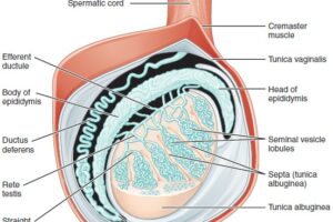 Testicle Showing Epididymis