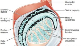 Testicle Showing Epididymis