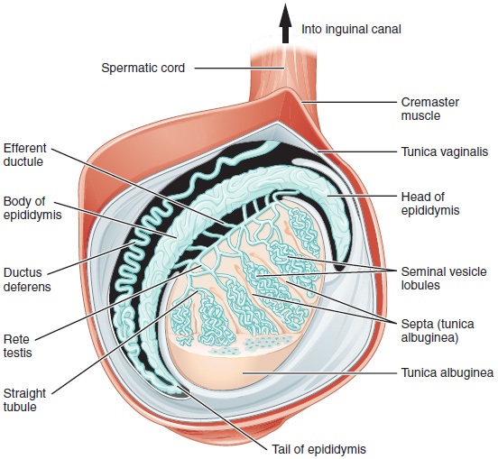 Luckily, a man was able to save his testicle, much like this one, and avoid surgery with the right homeopathic remedy.