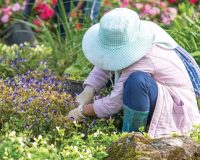 Homeopathy - to keep gardeners healthy 4