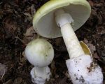 Case Report: Homeopathy for Severe Mushroom Poisoning 3