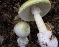 Case Report: Homeopathy for Severe Mushroom Poisoning 4