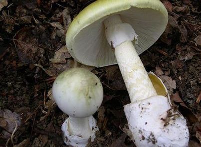 These deadly mushrooms poisoned two women who received homeopathic treatment alongside their conventional treatment.  