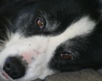 A dog's life: Molly's mange, eczema and lack of confidence helped by homeopathy 6