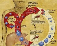 Let's look at homeopathy for malaria 7