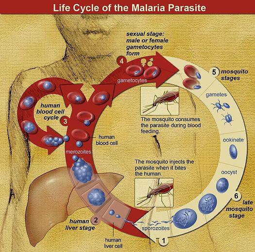 Let's look at homeopathy for malaria 13