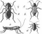 cockroach Homeopathy! Man reports, “Asthma cured by cockroach in teapot." Homeopathy! Man reports, “Asthma cured by cockroach in teapot." 1