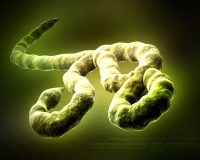 Ebola Virus - an untreatable disease? 2