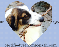 Veterinary homeopathy can help pets with heart disease 3