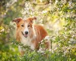 Homeopathic Remedies for Your Dog 3