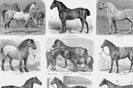 Homeopathy for Horse-hurts 1