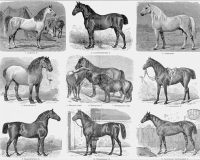 Homeopathy for Horse-hurts 3