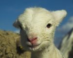 Video: Stress Relief for Lambs 2