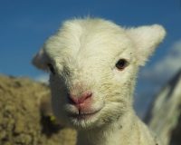 Video: Stress Relief for Lambs 1