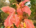 Poison Ivy Homeopathy and Poison Ivy Homeopathy and Poison Ivy 1