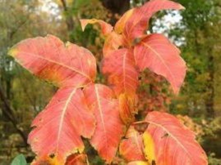 Painful Poison Ivy Rash Treatment Story Homeopathy Plus