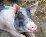 Pork Q: Are Any Homeopathic Remedies Made from Pork? Q: Are Any Homeopathic Remedies Made from Pork? 1