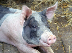 Q: Are Any Homeopathic Remedies Made from Pork?