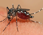The Homeopathic Management of Dengue Fever 3