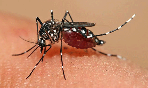 dengue_fever-mosquito-bite