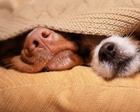 Remedies for Kennel Cough 7