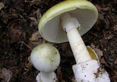 Poisonous_Mushrooms